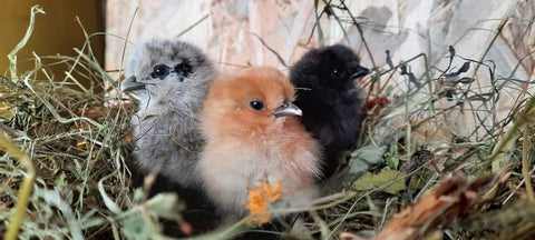 🐣 Frühlingszauber im Kindergarten – Wenn kleine Wunder schlüpfen