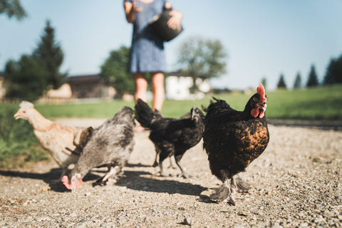 Bio Hühner- und Wachtelfutter