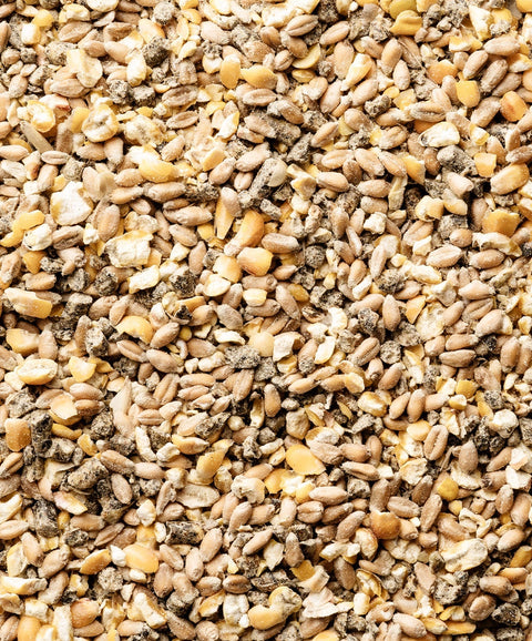 Legehennen-Futter GROB mit Oregano - biotauglich