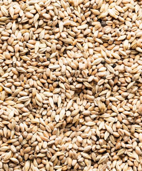 Keimgetreide - biotauglich